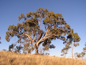 eukalyptus.jpg